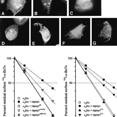 Mutagenesis Of Mouse Rapsyn Protein Delineates Domains Involved In