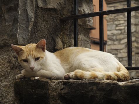 Instantes Fotos De Sebasti N Navarrete Fiona Y Cuatro Gatos M S