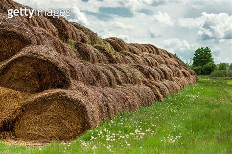 Large Bales Of Hay Are Stacked In Large Piles On The Field The Concept