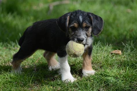 Meadow the Schnauzer Beagle Mix - AllMutt.com