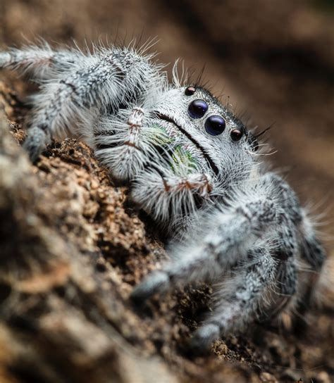 Tips For Buying A Jumping Spider Avonturia