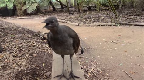 Lyrebird Makes the Most Awesome Sounds Ever - Dose of Funny