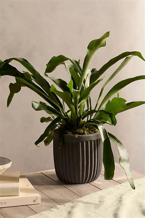 Staghorn Fern Anthroliving