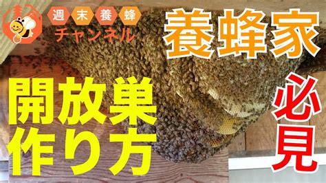 ニホンミツバチ養蜂家必見！全体が丸見えの巣【開放巣の作り方】 Youtube