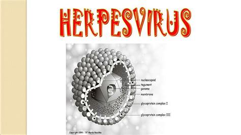 Res Menes De Herpes Genital Descarga Apuntes De Herpes Genital