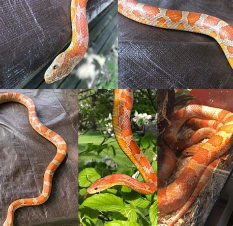 14 Cool Corn Snake Morphs (With Pictures)