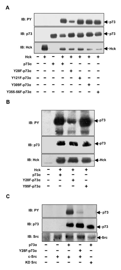 Tyr Is The Major Site Of Phosphorylation On P Upon Hck