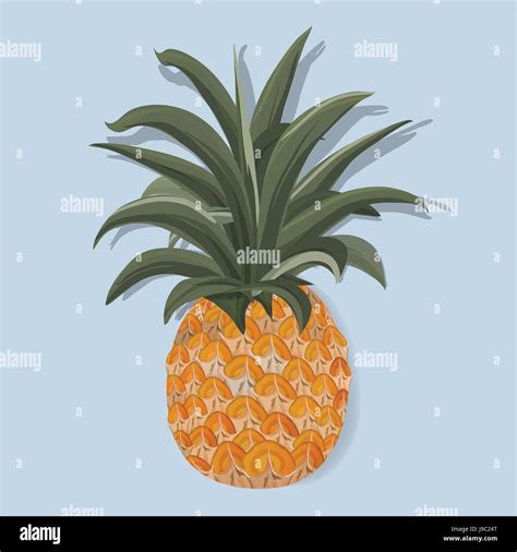 Fresh Pineapple Tropical Fruit Vector Illustration Stock Vector Image And Art Alamy