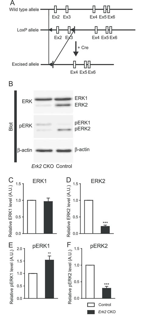 Generation Of Erk2 Conditional Knockout CKO Mice A Schematic