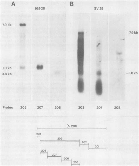 Hybridization Of 32p Labeled Fragments Of X 200 To Blots Of Cytoplasmic