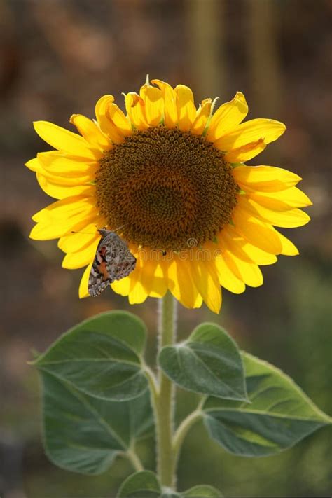 Sunflower and butterfly stock image. Image of sunflower - 4956443