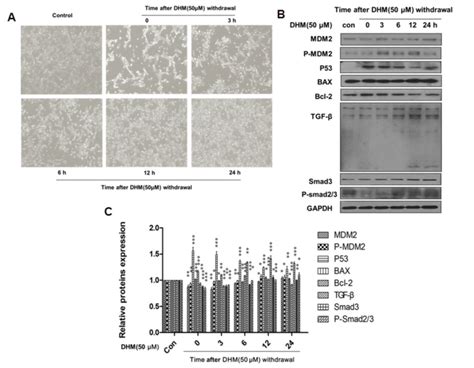 Tgf And Apoptosis Related Pathway Proteins Expressions After Dhm Was Download Scientific