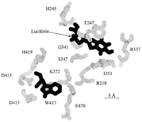 Proposed structure of the luciferin-binding site of firefly luciferase ...