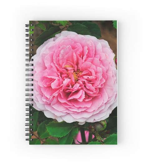 David Austin Shrub Rose Princess Alexandra Of Kent Journal For Sale