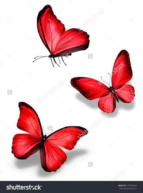 Three red butterfly, isolated on white background | Red butterfly, Pink rose tattoos, Pastel ...