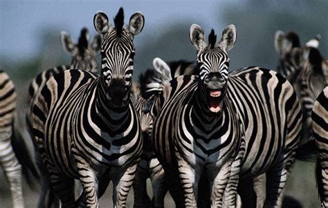 Zebra facts for kids | National Geographic Kids