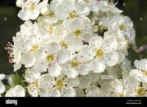 hawthorne hedgerow  res stock photography  images alamy