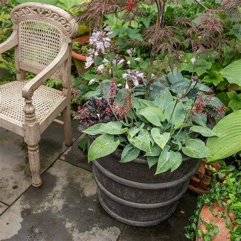 Buy Greystoke Ribbed Planter Aged Zinc Delivery By Waitrose Garden