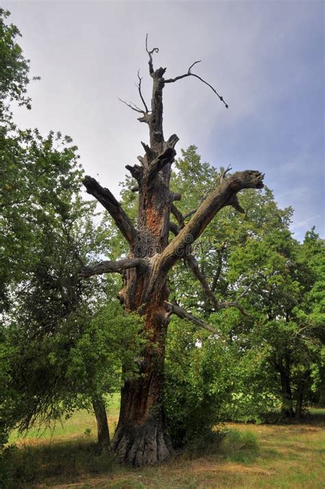 Oude Boom Stock Afbeelding Image Of Hout Republiek 43945185