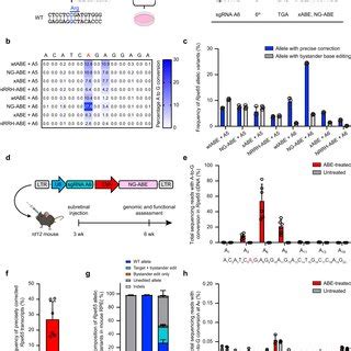 In Vitro Screening And In Vivo Validation Of Enhanced Base Editing With