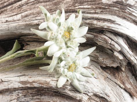 Edelweiss Bilder Durchsuchen 8 426 Archivfotos Vektorgrafiken Und