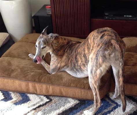 21 Greyhounds That Are Sexier Than You And They Know It Greyhound