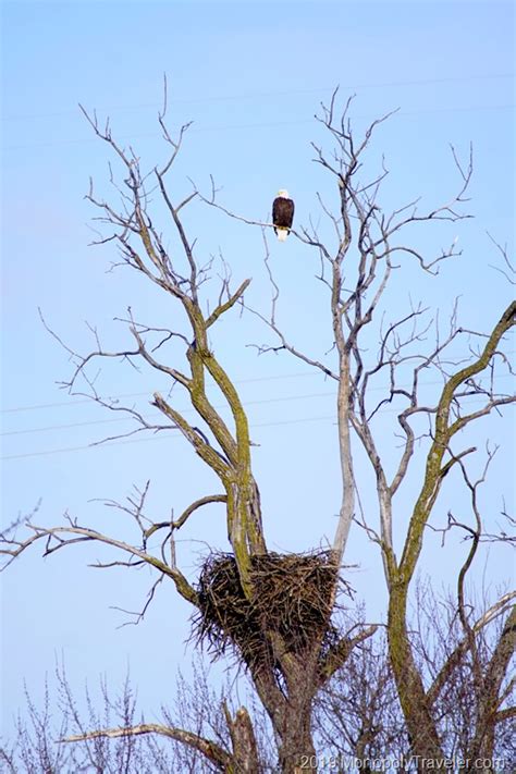 Spring Eagle Migration | Gaining Life Experience