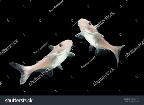 Albino Catfish Pangasius Hypophthalmus On Black Foto Stock