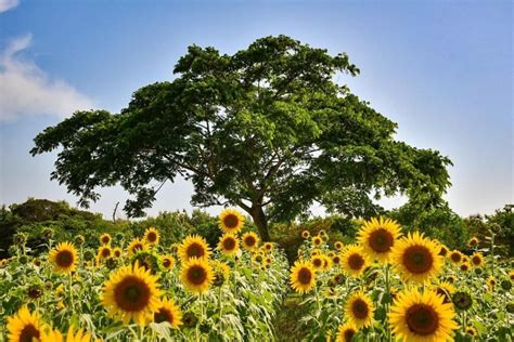 La Ruta Del Girasol Del Atlántico Comienza En Baranoa Like Barranquilla