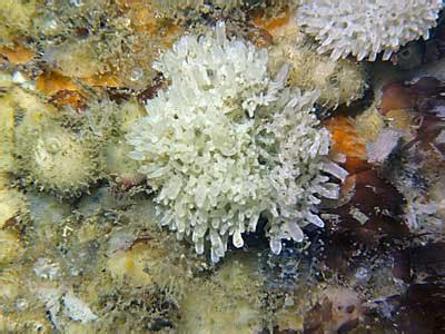 Leucosolenia Complicata Marine Life Encyclopedia