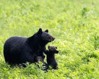 Cades Cove Black Bear Cub, Smoky Mountains, Fine Art Print, Jimmy ...