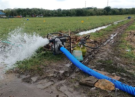 Kementan Klaim Surplus Produksi Padi Capai 700 Ribu Ton Berkat