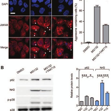 Inhibition Of Protein Synthesis Blocks Proteasome Inhibitor Induced