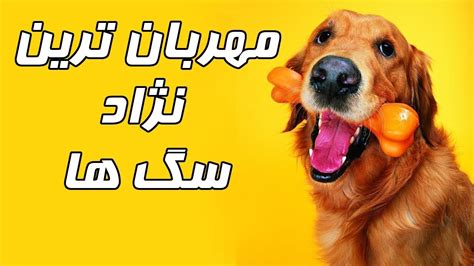 ۱۰ تا از مهربان ترین نژادهای سگ در دنیا Youtube