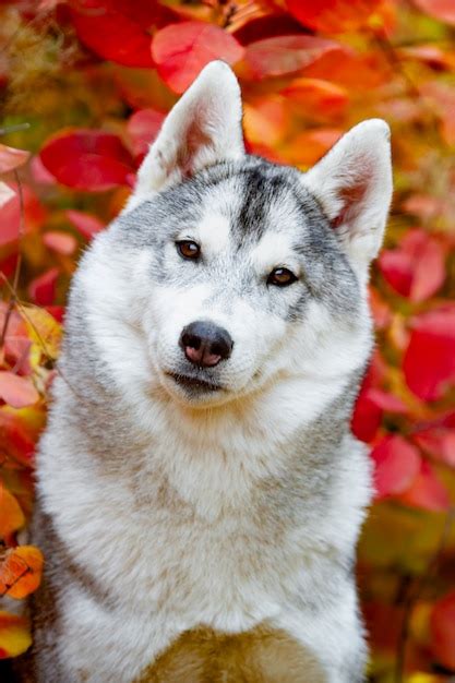 Retrato Do Outono Do Close Up Do Filhote De Cachorro Do Husky Siberiano