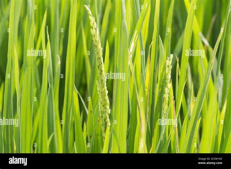 Green Paddy Field Ready To Harvest Stock Photo Alamy