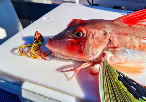 Gurnard - Species Guide