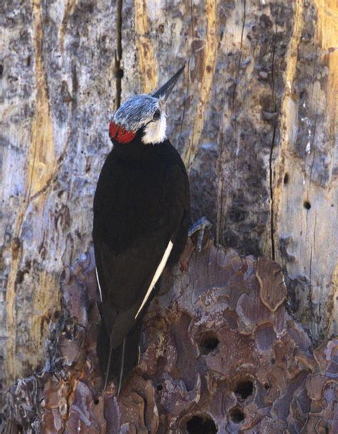 San Bernardino County San Diego Bird Spot