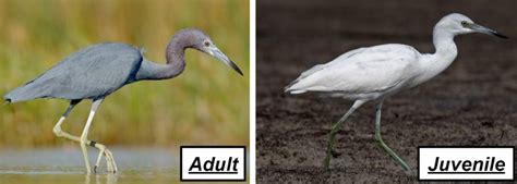 7 Types Of Herons Found In Maine Nature Blog Network