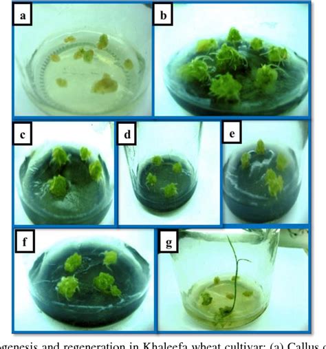 Figure 1 From Embryogenesis And Plantlet Regeneration Optimization Of