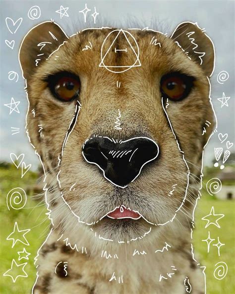 A Cheetahs Face Is Shown With Symbols All Over The Place Around It