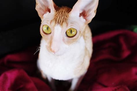 Premium Photo Cornish Rex Cat