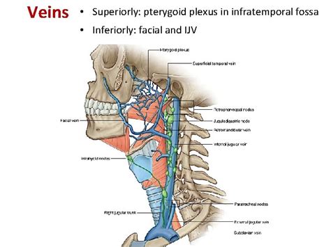 The Pharynx Dr Nabil Khouri Md Ph D