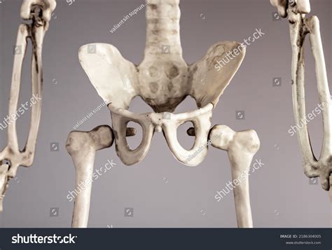 Стоковая фотография 2186304005 Human Skeleton Pelvis Skeletal System