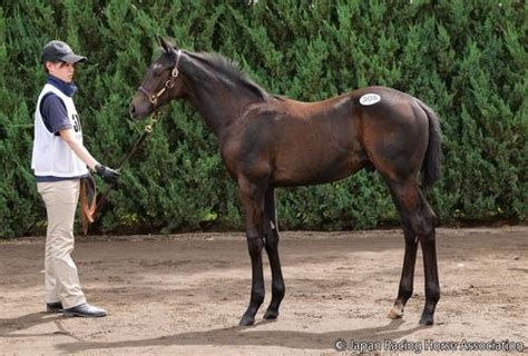 【セレクトセール】藤田晋氏がキタサンブラック産駒に2・4億／2日目ミリオンホース写真特集1 競馬ライブ速報 日刊スポーツ