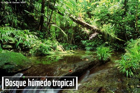 Colombia La Casa De Los Bosques Wwf