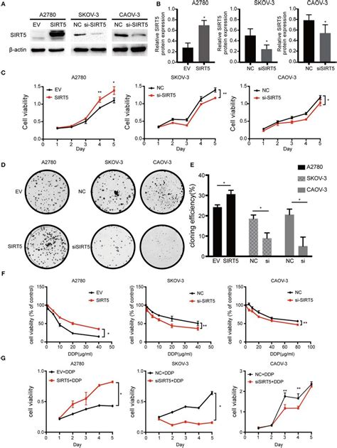 SIRT5 Promotes Cell Proliferation And Cisplatin Resistance In Ovarian