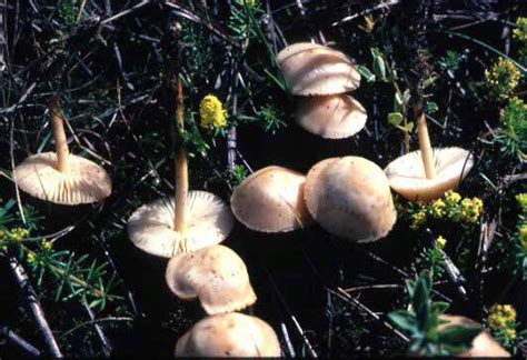 Le faux mousseron ou marasme des Oréades Marasmius oreades