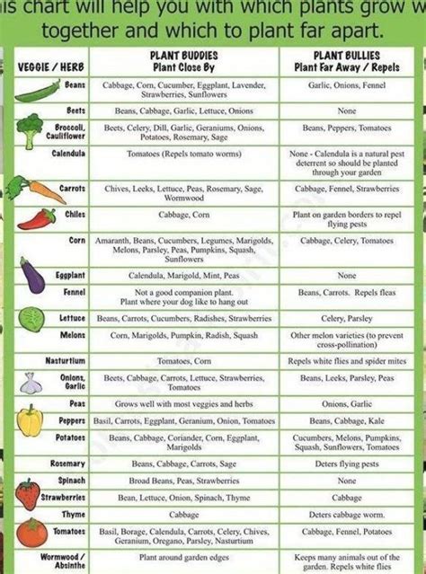 Companion Planting Herbs Chart