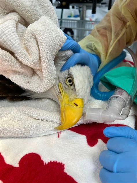 Bald Eagle Rescued After Eating Rat Poison In Massachusetts